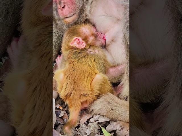 The Sweet Ritual: Baby Monkey's Nap and Fresh Milk Routine