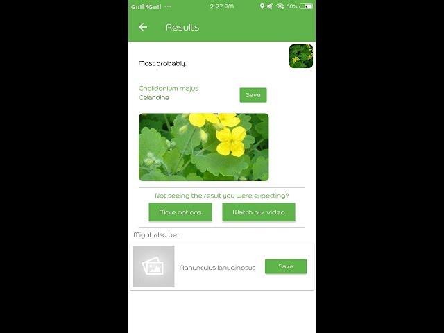 PlantSnap identifies a Celandine (Chelidonium majus)