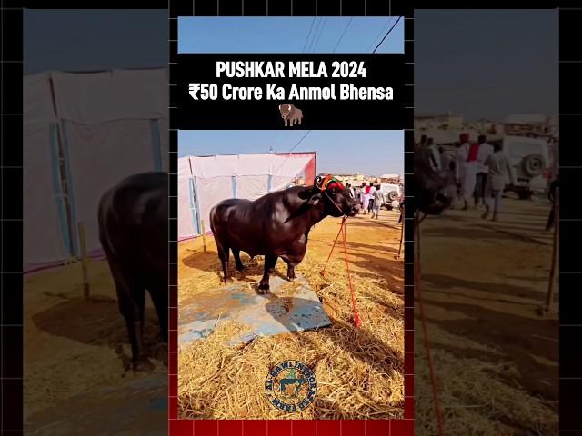 ₹50 crore ka anmol bhensa | Pushkar Mela 2024 #pushkarmela2024 #bhens #buffalo #cow #cattle #shorts