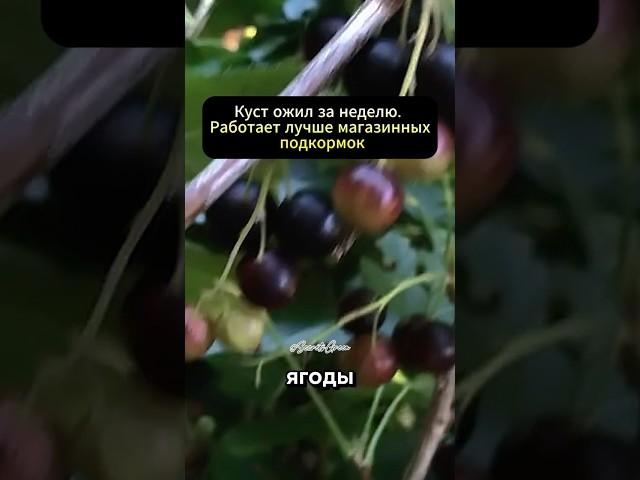 Ягоды стали в два раза крупнее. Как простой крахмал вытягивает урожай#дача #огород #сад