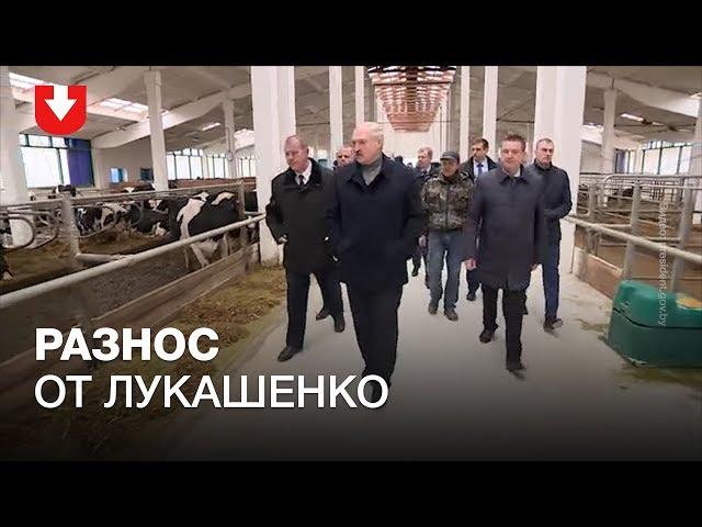 Разнос от Лукашенко: он посетил ферму в Шкловском районе.  И остался очень недоволен