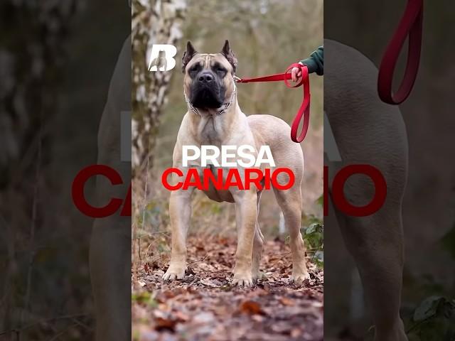 Presa Canario Dog Breed