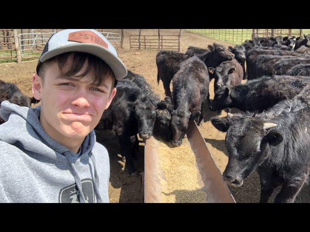 Feeding calves and cows with 17 year old farmer