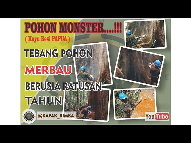 MONSTER...!!! || Tebang pohon Merbau (Kayu Besi) raksasa berusia RATUSAN TAHUN