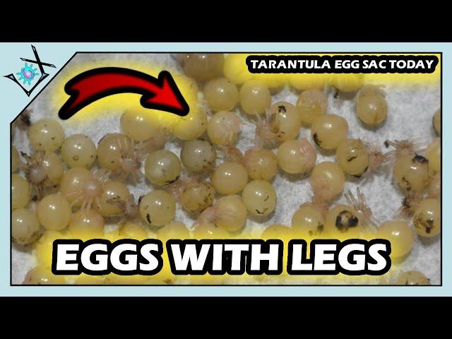 Opening A Tarantula EGGSAC!!! Is it Good? Poecilotheria ornata【Tarantula Eggsac】