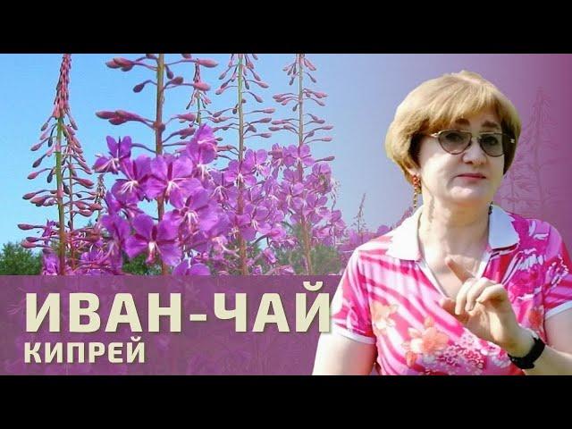 Великий Иван-чай!