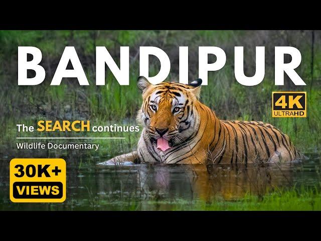 The Search continues ! | Bandipur Tiger Reserve - Episode 2 | 4K UHD | Wildlife Documentary