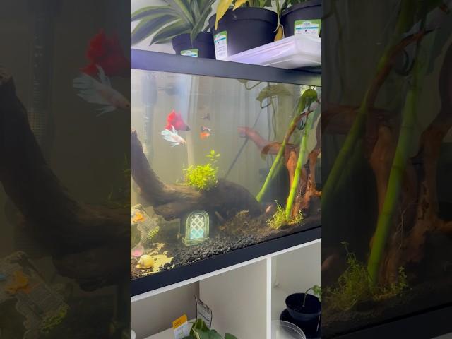 I Didn't Believe Fish Could Give Birth, Until This Happened