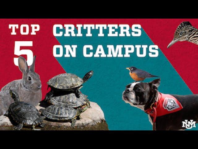 Campus Countdown | Top 5 Critters on the UNM Campus