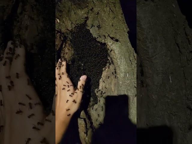 돌아온 가시개미 핸들링 2탄!!!