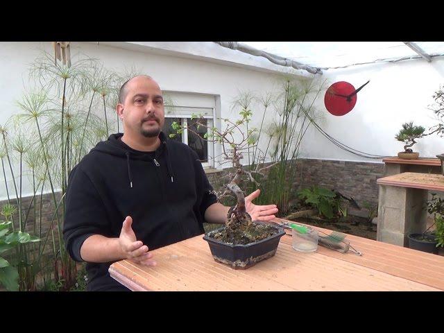 Como recuperar un bonsai