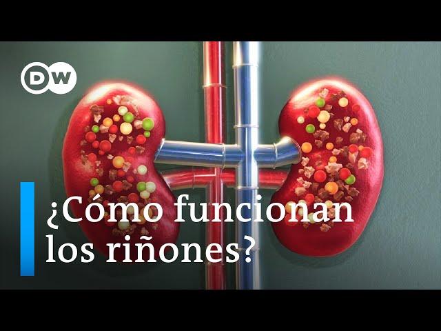 Cómo funcionan los riñones