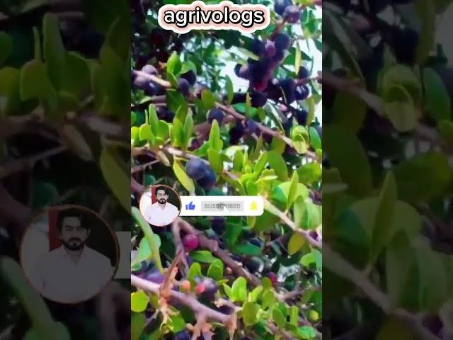 #fruit #name #shortsvideo #agriculture #viral #foryou #sport #chnnal #agrivologs