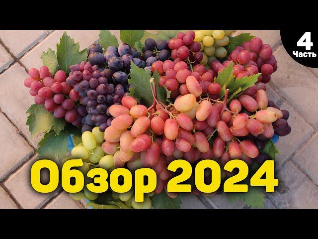 Обзор ранних и раннесредних сортов винограда - 2024 - Часть 4 