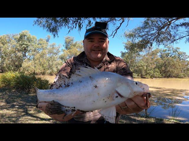 Yellowbelly Fishing from the River Bank