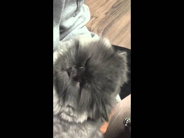 고양이 코골이 | Snoring cat-Jamie