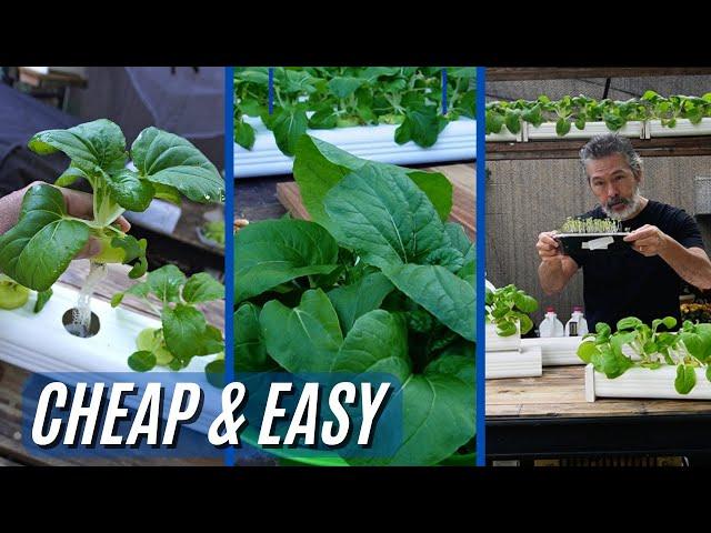 The Continuous Harvest with Cheap & Easy Hydroponics