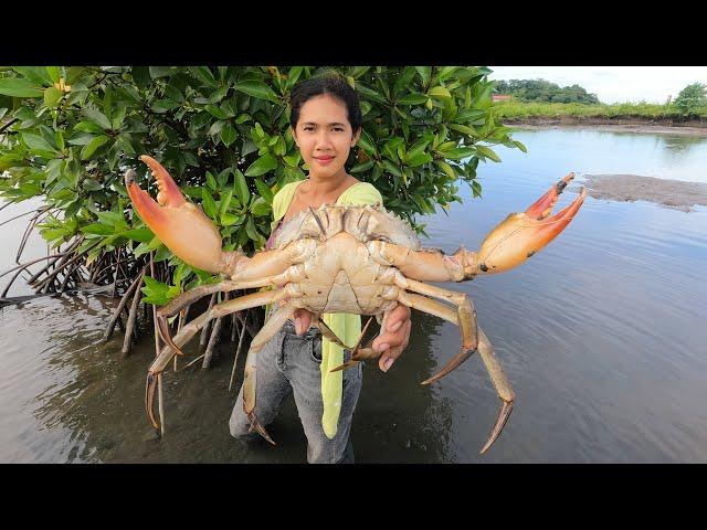 How to Catch GIANT Mud Crabs In Mangroves Area