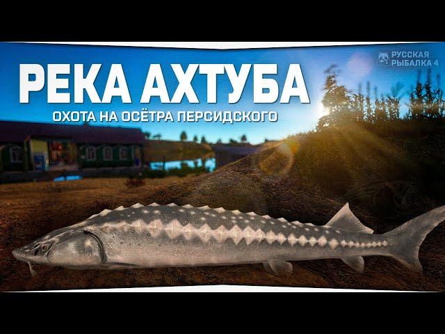 Рыбалка на реке Ахтуба • Охота на Осётра персидского • Русская Рыбалка 4