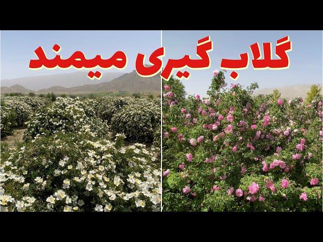 عرقیات چگونه و از کجا تهیه میشه؟ (میمند،فارس)