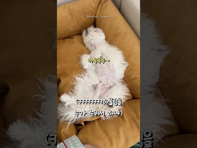 누워서 #하울링 하는 #강아지