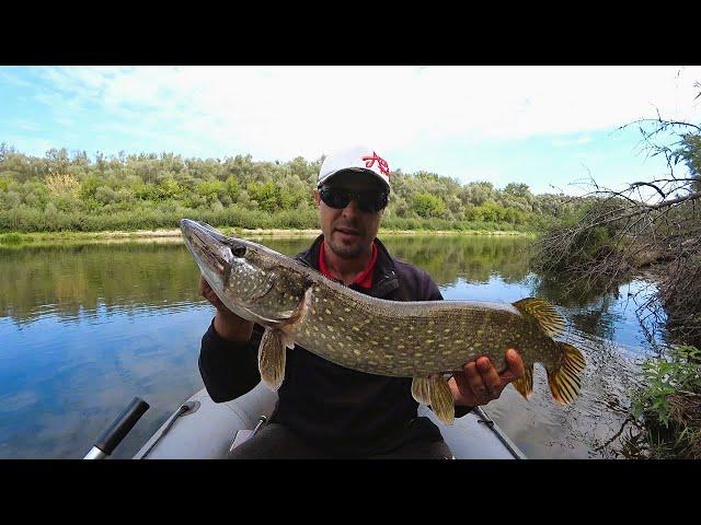 How to Catch Pike on a Spinner. Autumn Delights with Trophies