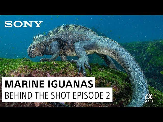 Marine Iguanas in the Galapagos | Behind the Shot Ep. 2 with Cristina Mittermeier