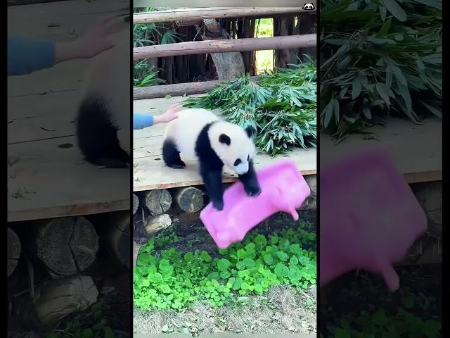 Funny Panda  That’s why they’re rare #panda #pandafunnyvideo #funny #fyp #usa #cute #pandas