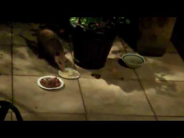 POSSUMS Dining at the TULLS ult