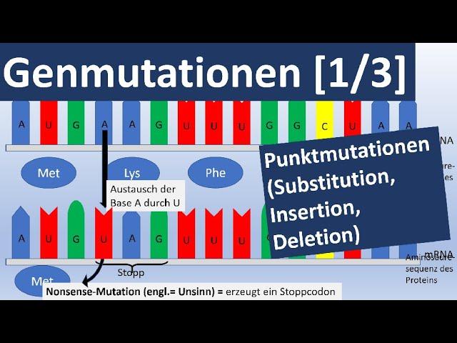 Genmutationen [1/3] (Punktmutationen: Insertion, Substitution, Deletion) - Genetik, Oberstufe