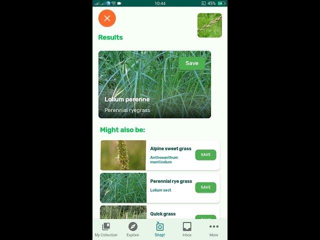 PlantSnap identifies a Perennial ryegrass (Lolium perenne)