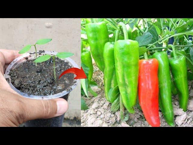 New skills! Growing a chillies tree from chili seed in pot