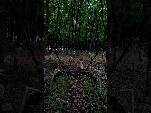 Athirapilly Forest walk