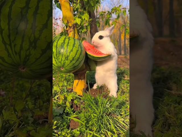 When watchingmore satisfying cuterabbiteating for watermelon#rabbit #youtube #viral #shorts