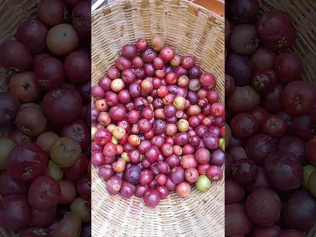 Kokam hard processing #music #song #kokam #natural #food #aagul #followme