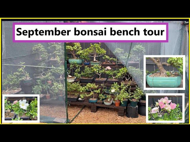 September 2024 bonsai bench tour #bonsai #portulacariaafra #tropicalbonsai #bonsaitree #ficus