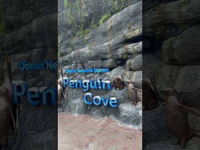 Penguin cove #新加坡