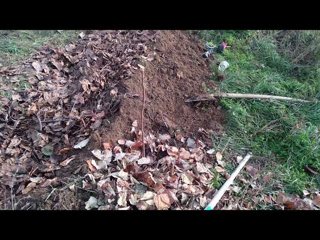 Small swale on a steepish hillside, planting out to trees and shrubs