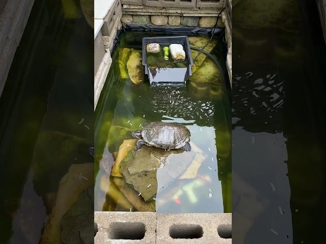 Tiffany, our 18 year old turtle the morning after #houstontx #storm #pattiandjoanne