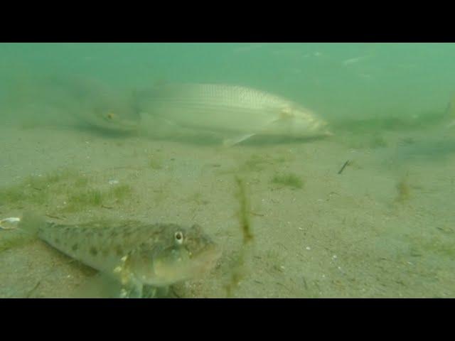 Подводный мир Азовского моря (The underwater world of the Azov Sea)