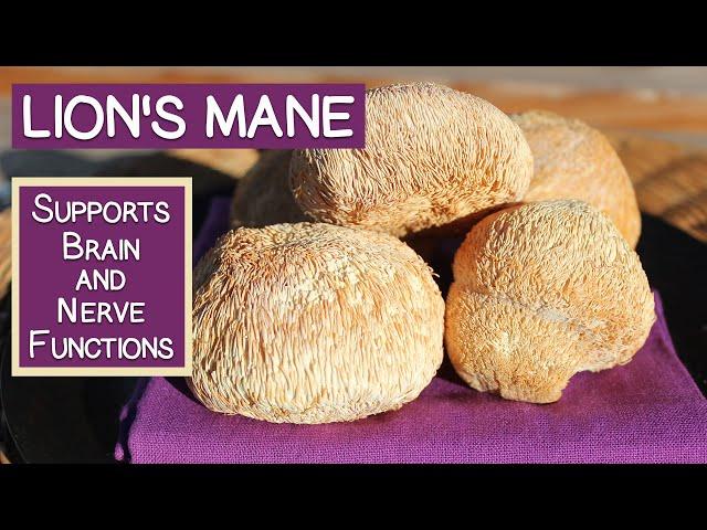 Lion's Mane, Supportive to Brain and Nerve Functions