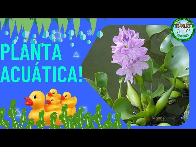 CUIDADOS Y TODO SOBRE EL JACINTO DE AGUA