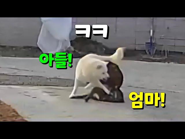 진돗개 순수혈통과 외계혈통의 차이!ㅋㅋㅋ