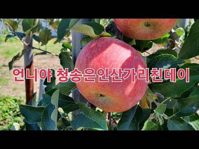언니야 청송은 인산가리 친데이? 청송사과집사는 지금 어떻게 하고 있을까요?