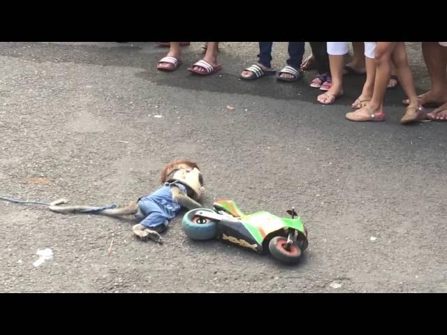 Walking street monkey show, Surabaya. Animal abuse or cultural show?