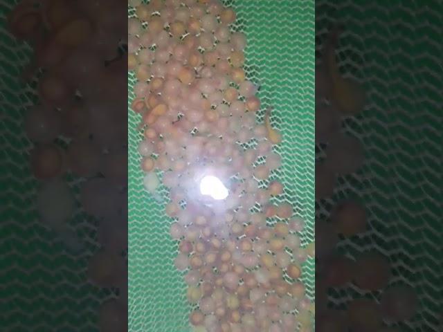 Thu hoạch ổ trứng đầu của 10.000 lươn bố mẹ mới thả 7 ngày.