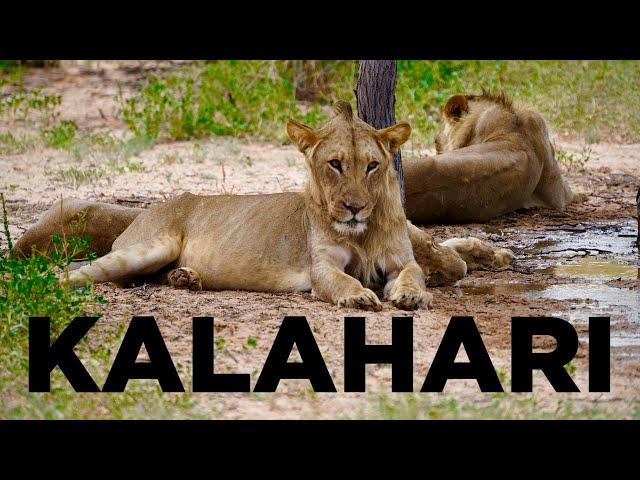 KALAHARI DESERT, South Africa: The Best Safari in the WORLD by 4x4 CAMPER in 4K