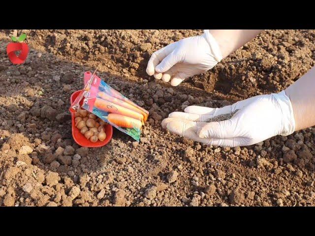 Why it is good to sow carrots in the fall and how to maintain the plantation during the winter