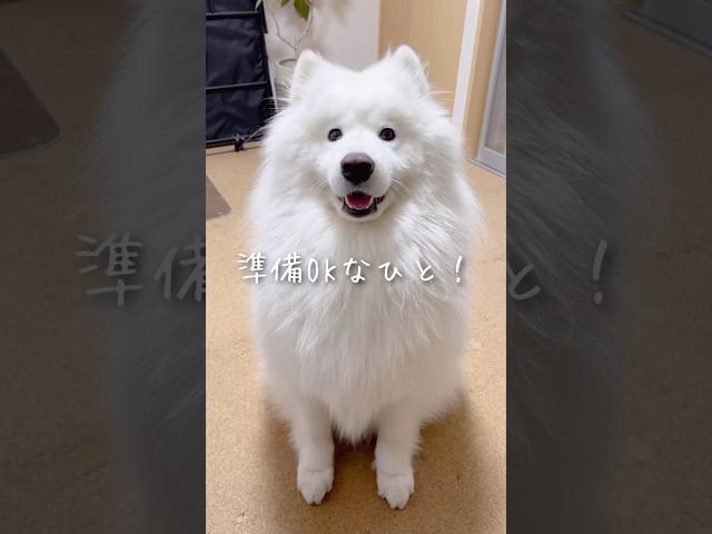 仕事中にかわい子ちゃんが話しかけてきた！ #samoyed #サモエド #癒し動画
