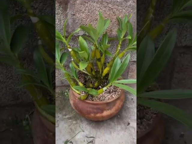 How amazing to grow orchids propagate plant fast and easy #2928